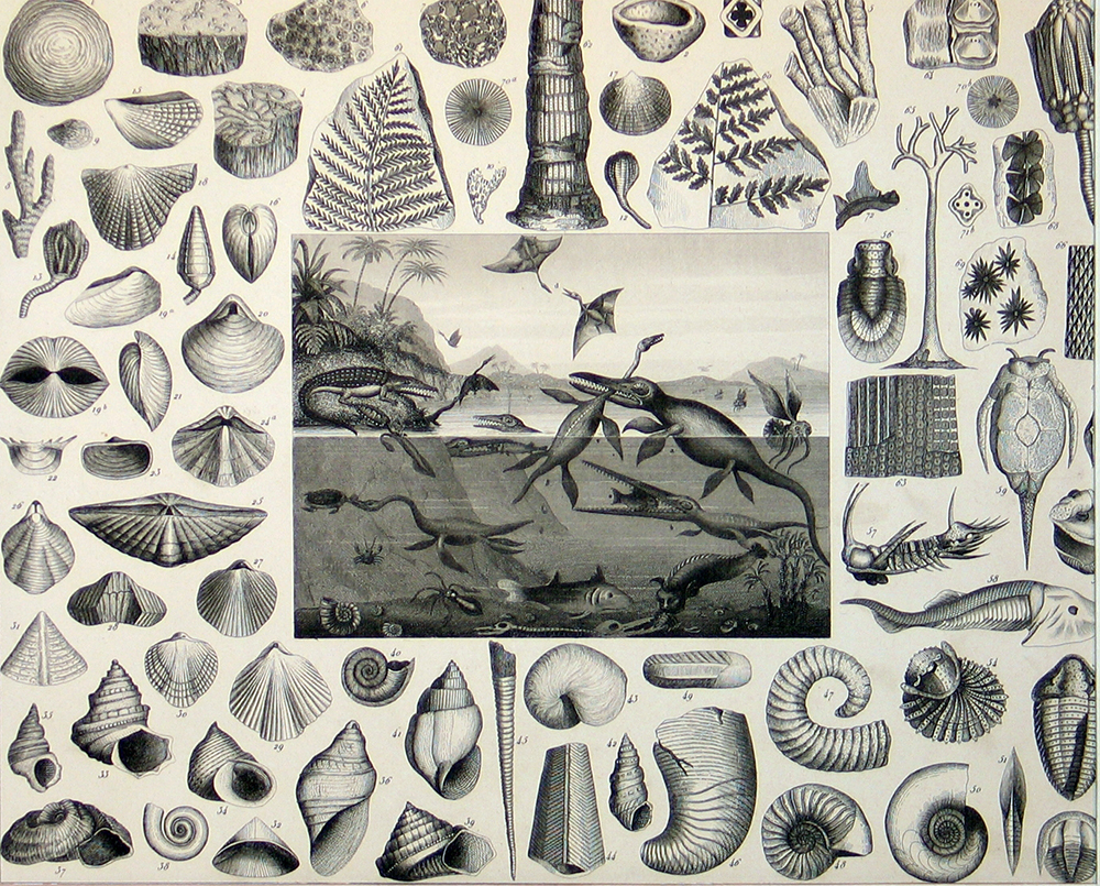 dinosaurs and sea shells