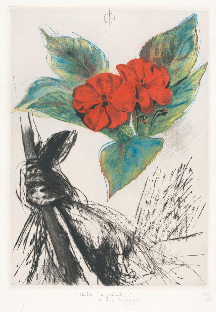 print of a red impatien flower