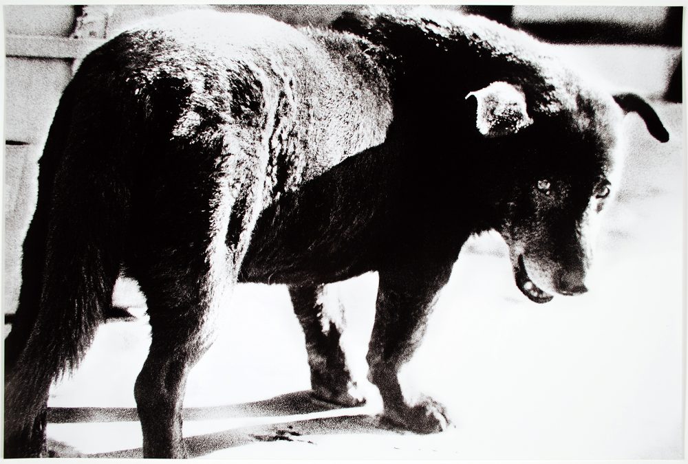 A black and white photograph of a stray dog looking over its shoulder at the viewer